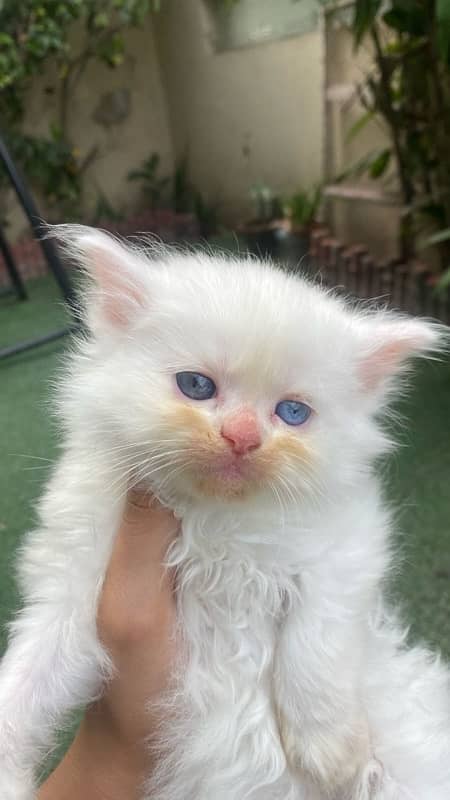 tripple coated kittens blue eyes for sale 4