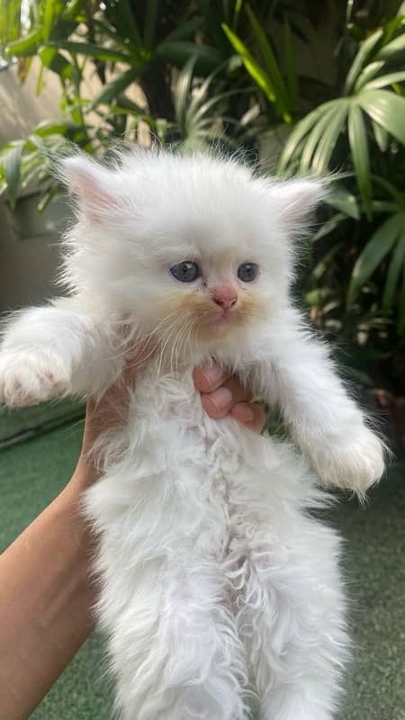 tripple coated kittens blue eyes for sale 5