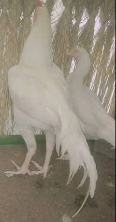 whait Heera aseel pair for sale #Heera #aseel #bard