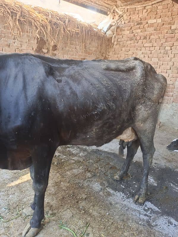 cow for sale 1