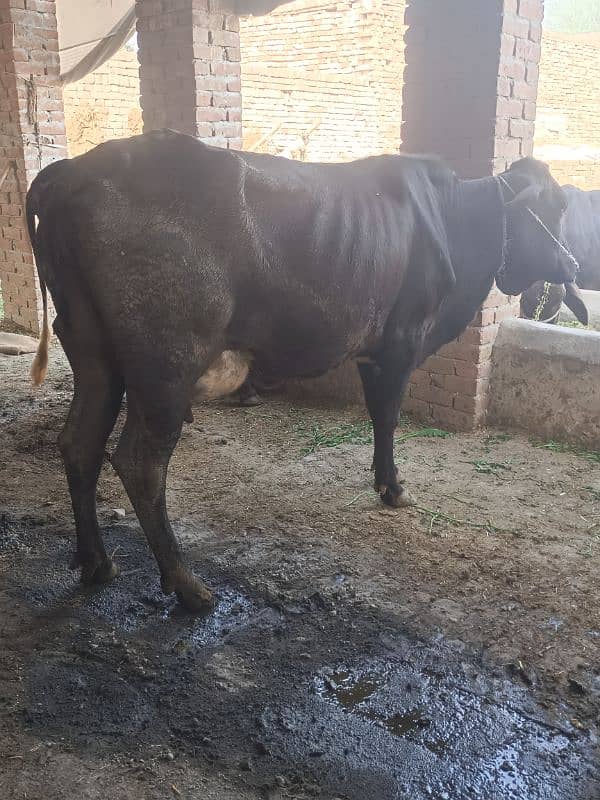 cow for sale 2