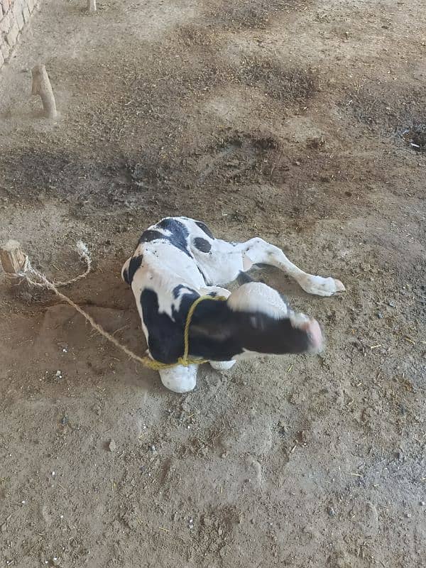 cow for sale 3