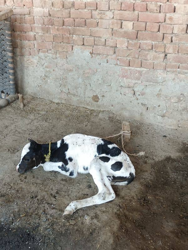 cow for sale 4