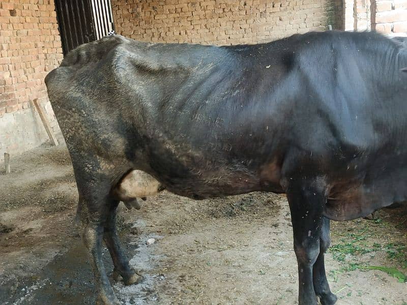 cow for sale 5