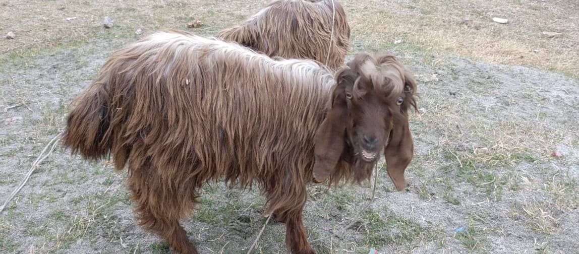 pahari bakray /  Desi goats / goat pair for sale 0