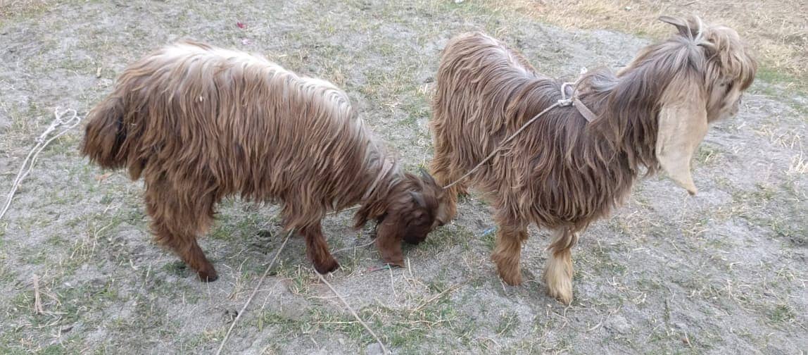 pahari bakray /  Desi goats / goat pair for sale 1