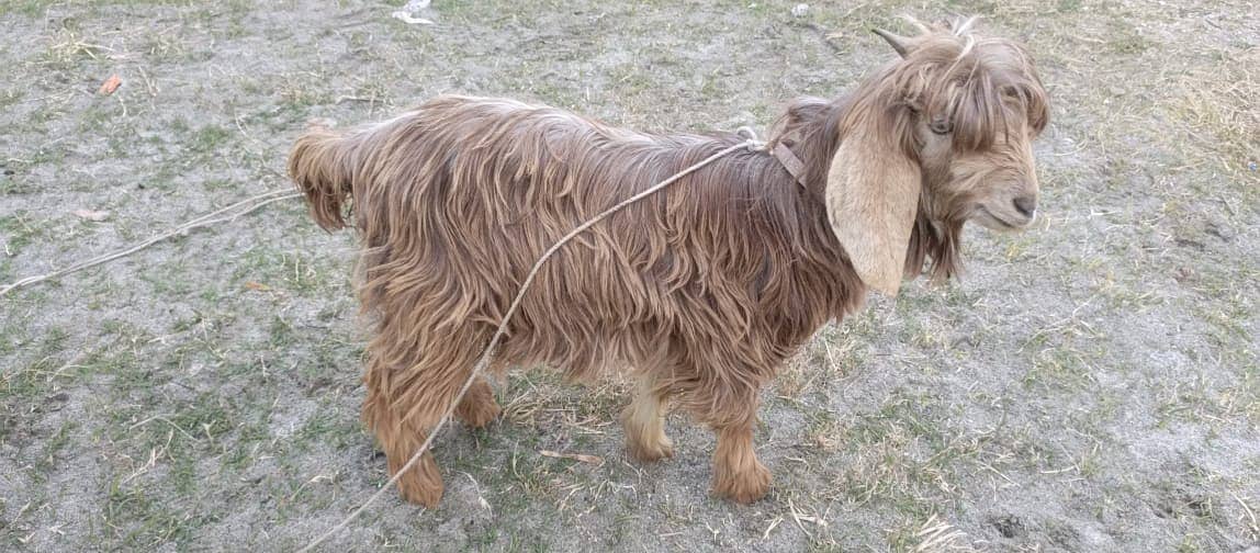 pahari bakray /  Desi goats / goat pair for sale 2