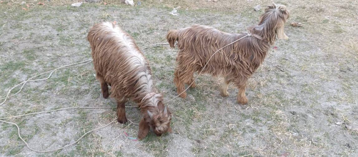 pahari bakray /  Desi goats / goat pair for sale 3