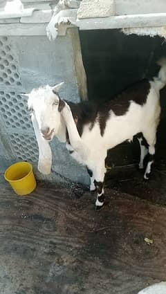 my Bakra 03252321456