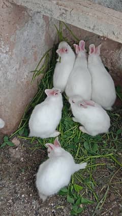 red eye rabbits