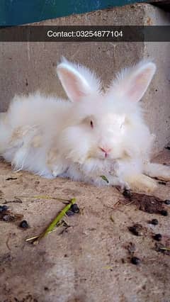 English Angora Breeder Female