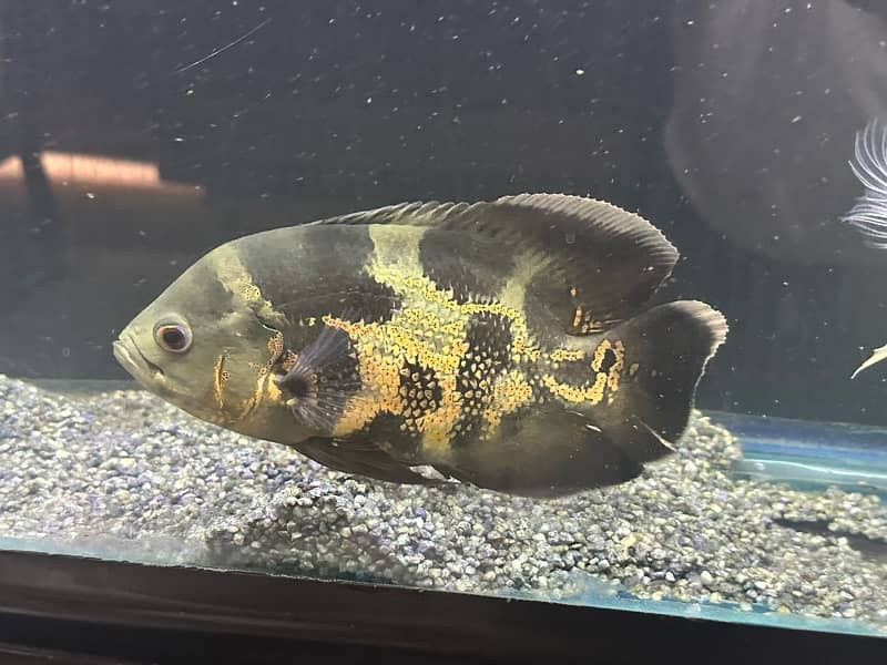 oscar fish 5 inches for sale 3 pieces 5