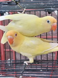 love birds Active healthy bredier