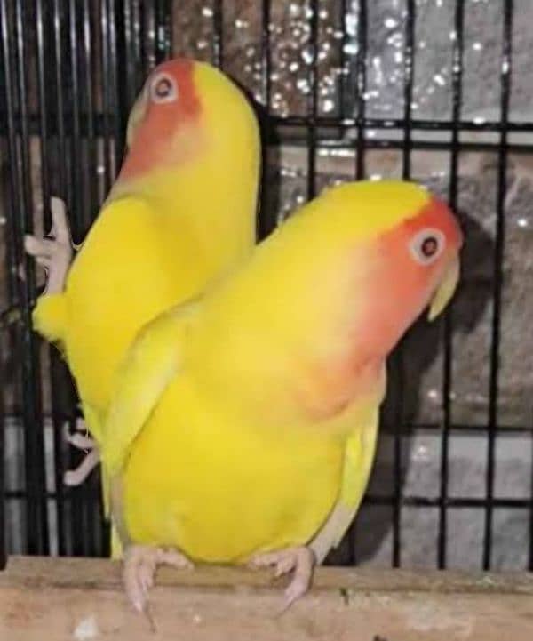 love birds Active healthy bredier 1