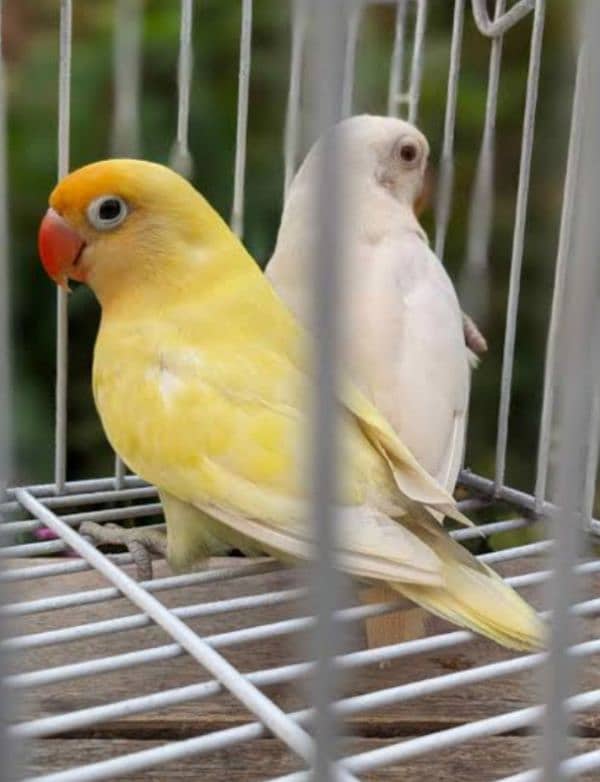 love birds Active healthy bredier 2