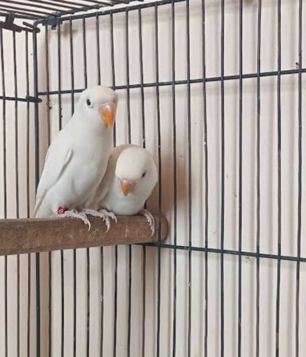 love birds Active healthy bredier 3