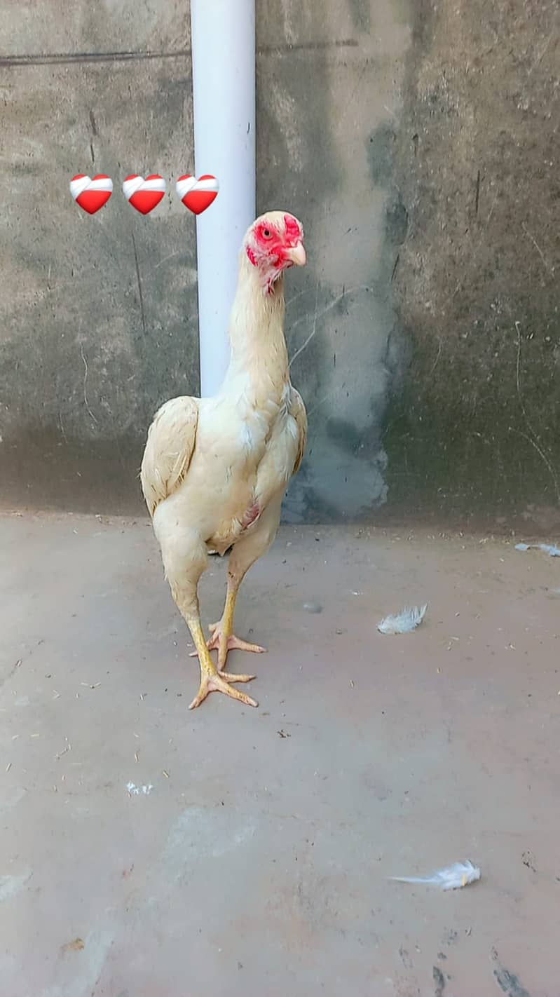 king o shamo /high quality/white shamo/pure aseel hen 4