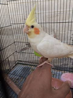 cockatiel hand tame female