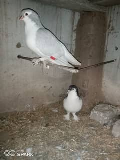 sherazi pigeon for sale