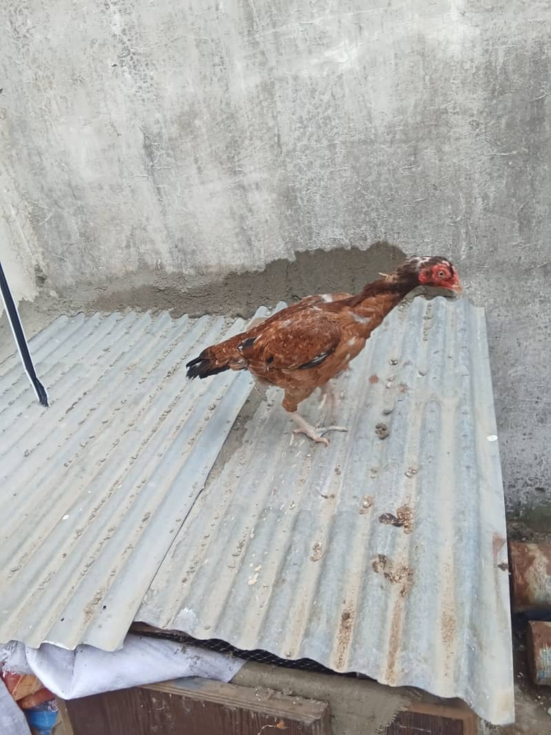 Lakhe Aseel home breed 1 DFA egg da chuki ha 5