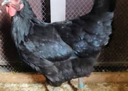 Australop hen for sale health and active good