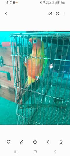 Sun conure breeder male