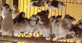 Bangalis / society finches