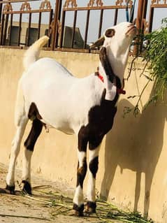 rajanpuri bakra urgent for sale