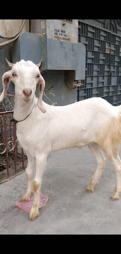 Tapra Bakra for sale 0341-0275398