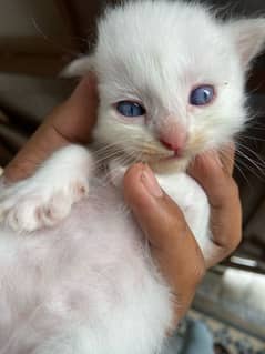 40day kitten male for sale