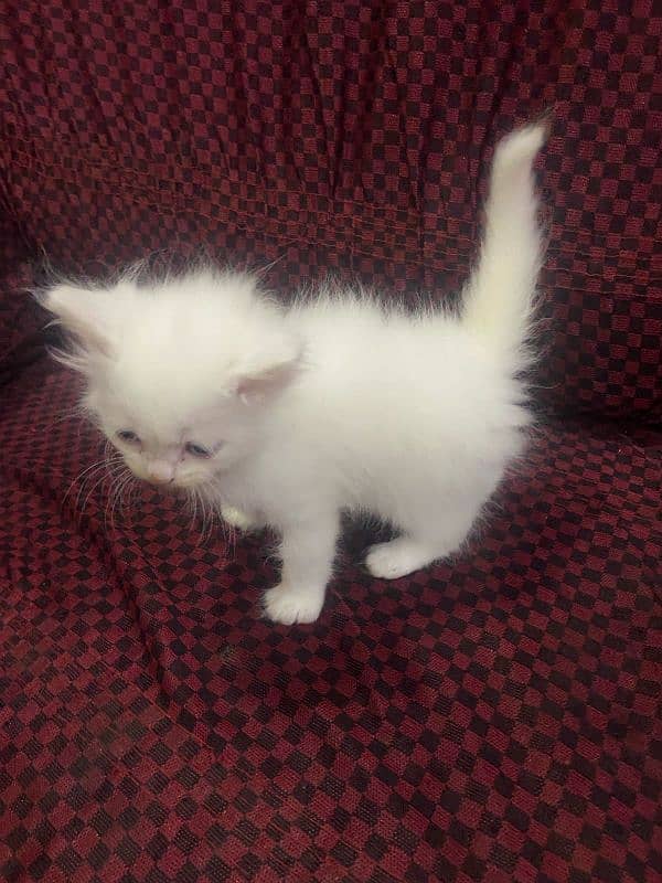 40day kitten male for sale 1