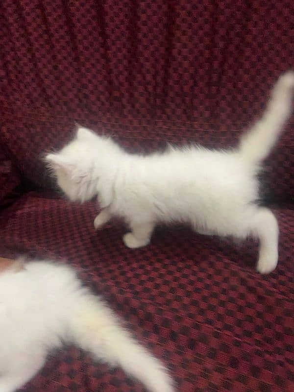 40day kitten male for sale 2