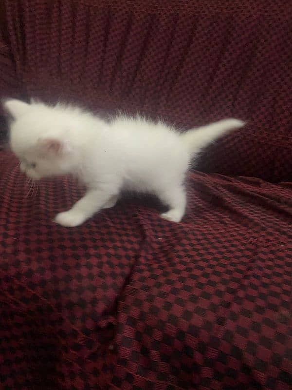 40day kitten male for sale 3