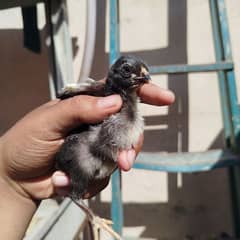 Thai neck locker chicks available age 12 to 15 days price almost final