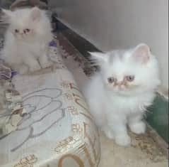 CFA peke face kittens pair/persian cat/cute/tripple coat/fluffy