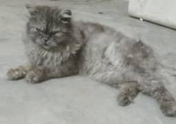 Stunning Persian Cross Male Cate For Sale - Healthy & Loving