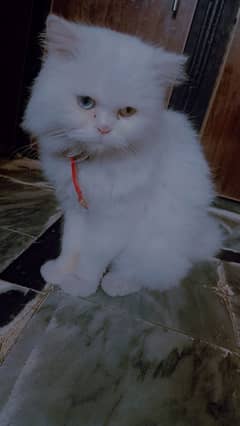 Persian Cat only 4k