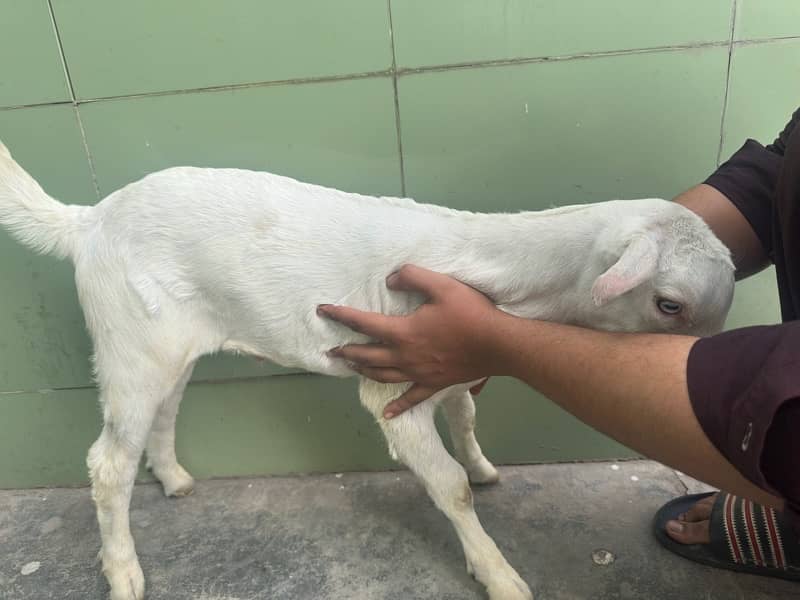 tadi bakra ablak 1