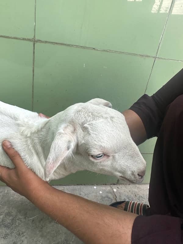 tadi bakra ablak 2