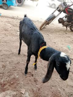 Bakri