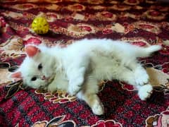 Persian caat