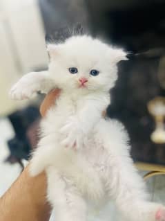 Persian kittens