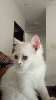 Persian kittens available