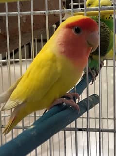 Lotino breeder male and budgies breeder