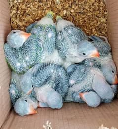 kashmiri Raw chicks available healthy and active wildlife Register