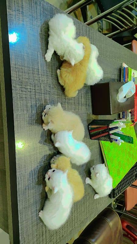 Persian kittens. 03227273727 1