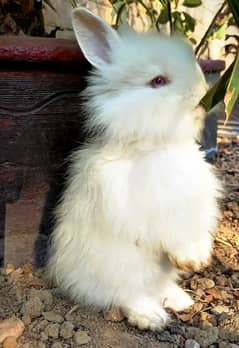 Rabbit sale sale sale