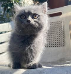 British shorthair cat