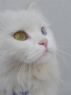 Persian Cat Yellow and Blue Eyed rare Female