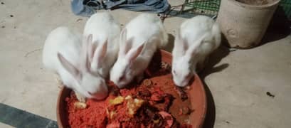 Rabbit 3+1